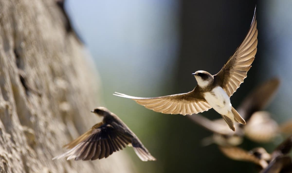 ការមើលឃើញជាថ្មី