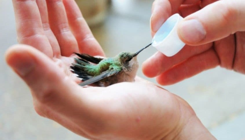 ព្រះអង្គថែរក្សាសត្វចាបនៅលើអាកាស