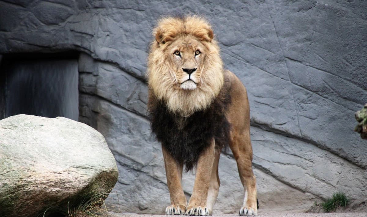 បានរួចពីមាត់សិង្ហ