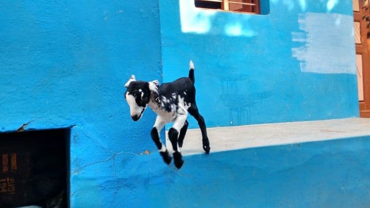 លោតកញ្ឆេង ដោយសេរីភាព