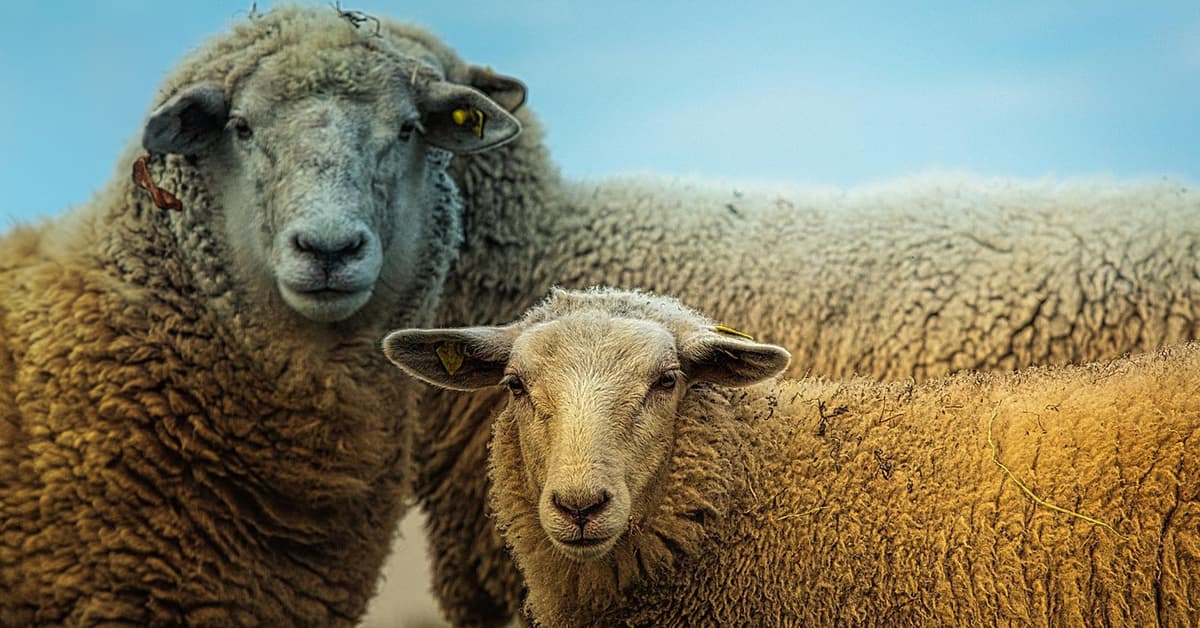 ក្សត្រមានអធិបតេយ្យភាព និងអ្នកគង្វាលដ៏សុភាព (សៀវភៅសេចក្ដីពិតសម្រាប់ជីវិត)