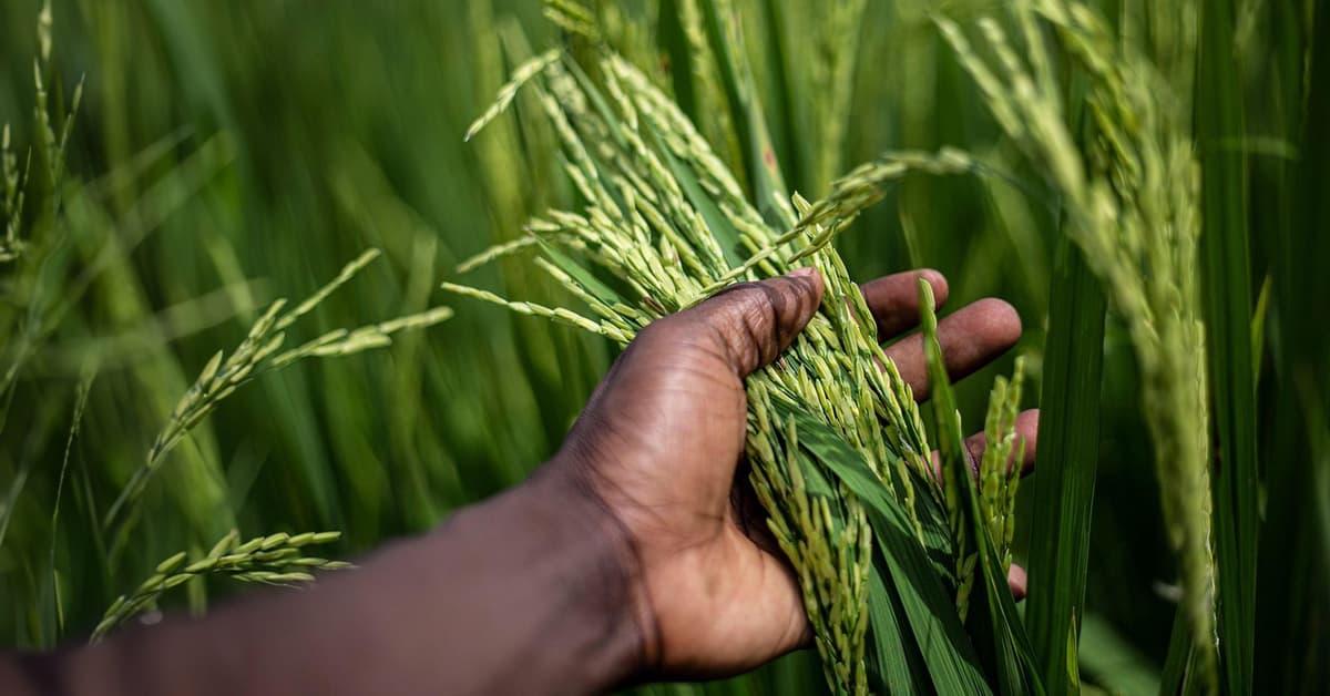 ផ្ទាំងរូបក្រណាត់ប៉ាក់ នៃការផ្គត់ផ្គង់របស់ព្រះ (សៀវភៅសេចក្ដីពិតសម្រាប់ជីវិត)