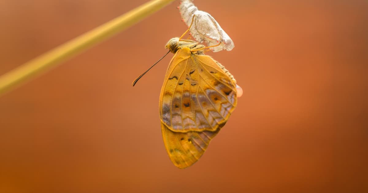 កែប្រែជាមនុស្សថ្មី