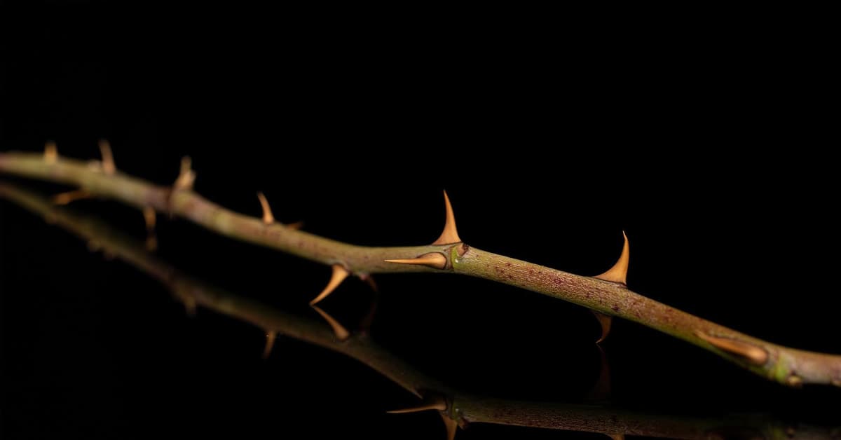 បន្លានៅក្នុងសាច់ (សៀវភៅសេចក្ដីពិតសម្រាប់ជីវិត)