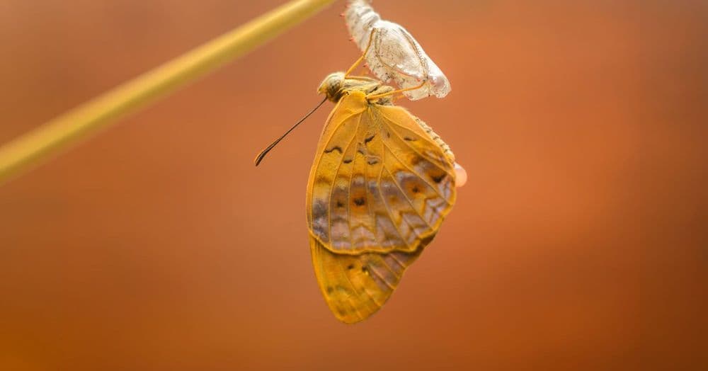 កែប្រែជាមនុស្សថ្មី