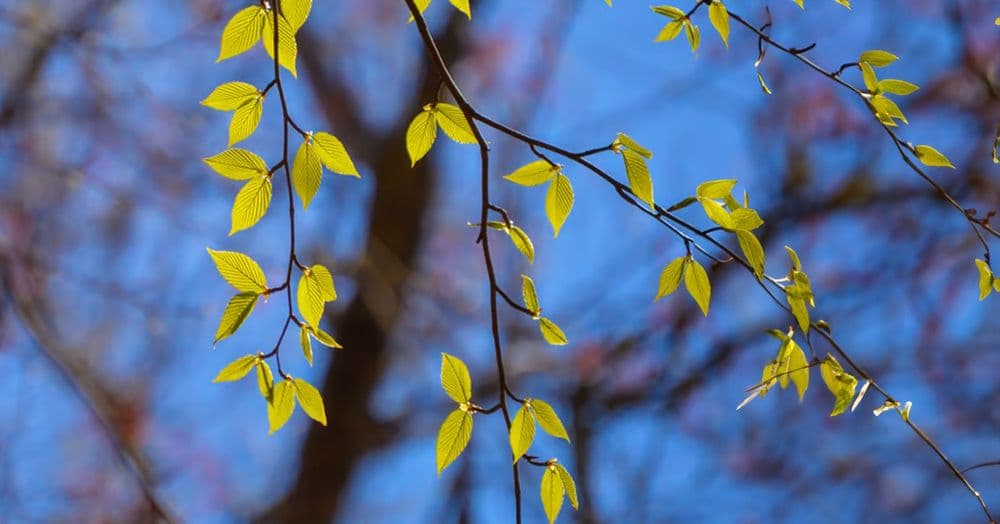 វិធីដើម្បីឲ្យមានសេចក្តីសង្ឃឹម