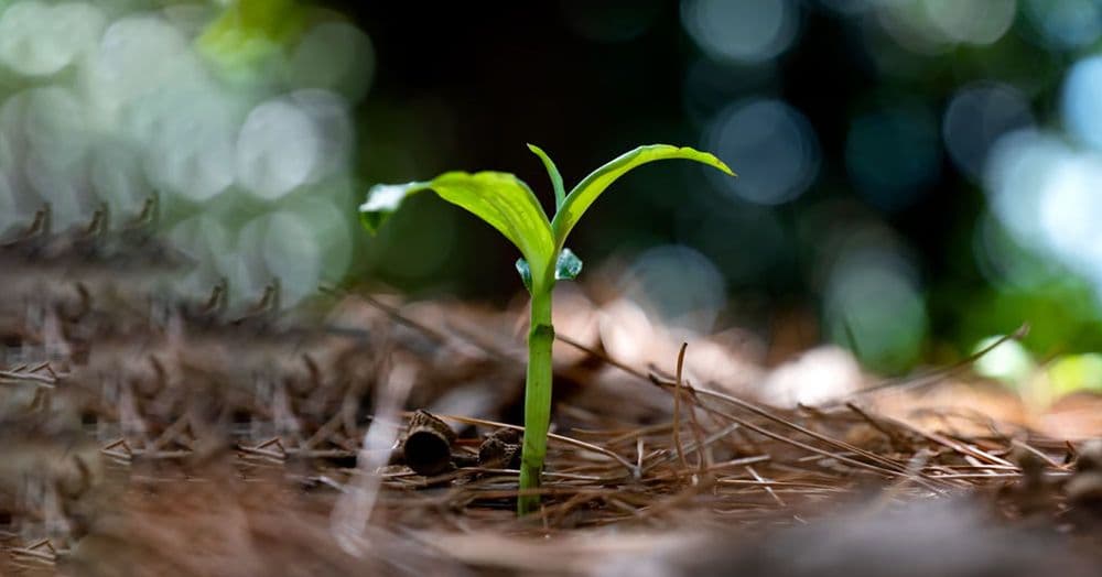 ព្រះទ្រង់រៀបចំជីវិតយើងឡើងវិញ