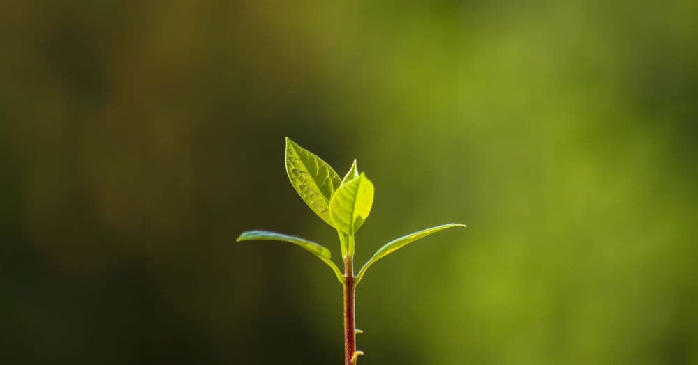 ភ្ញាក់ឡើង ហើយមានជីវិតរស់